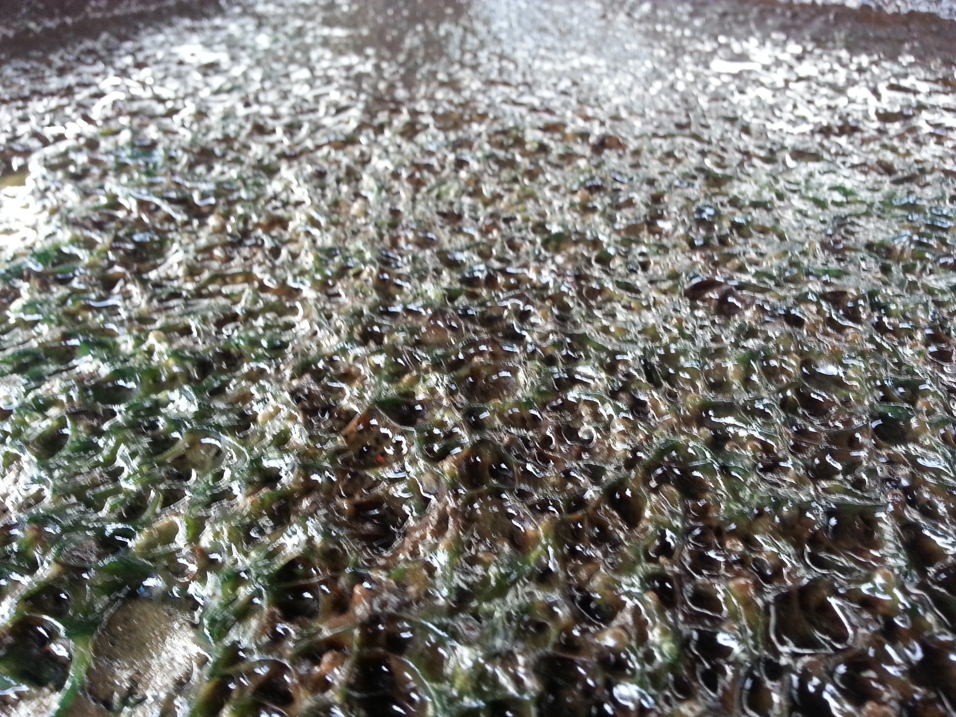 散熱材上佈滿褐綠色黏泥，水流分布異常