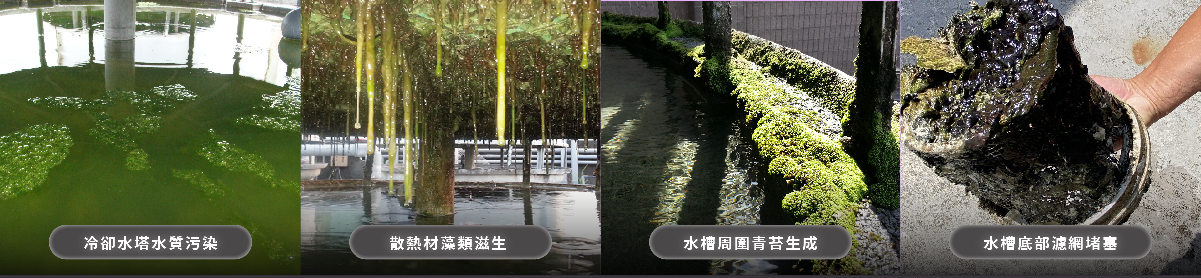 冷卻水塔青苔生成案例